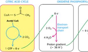 Цикл трикарбоновых кислот (цикл кребса)