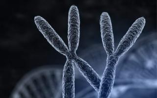Interessante Fakten über menschliche Chromosomen. Abweichungen im Karyotyp