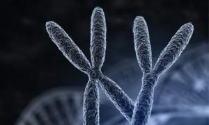 Interesanti fakti par cilvēka hromosomām Kariotipa novirzes